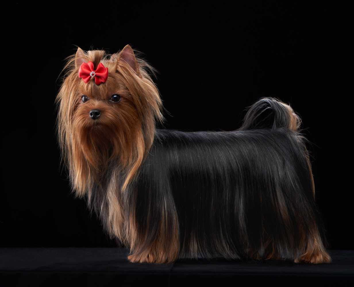 Lesanzh LESANZH GRATSIYA — Labaza DogPedigree YorkshireTerrier